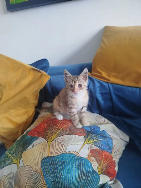 Mil 3 mesi cucciolo gatto femmina | Foto 1