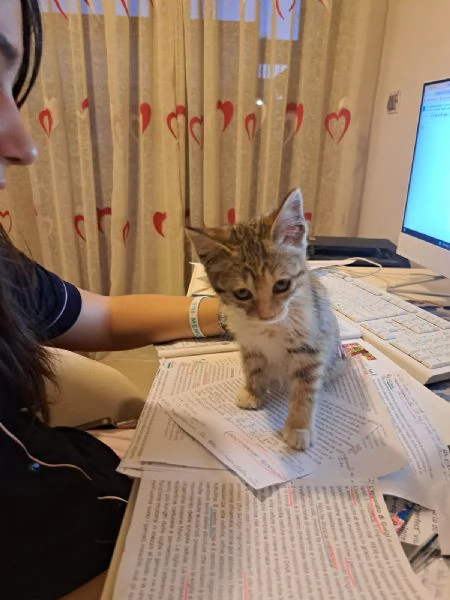Mil 3 mesi cucciolo gatto femmina | Foto 0