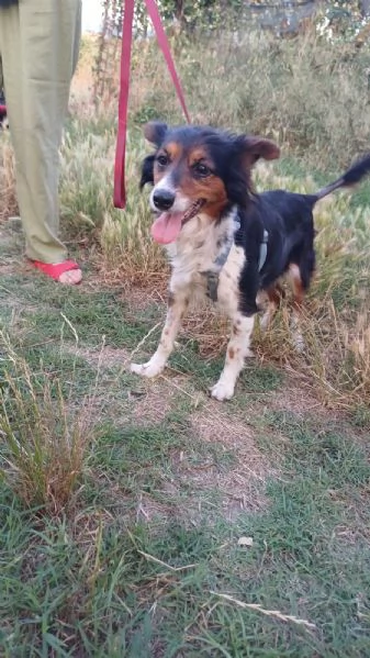 Lunetta 2 anni e mezzo taglia medio piccola femmina | Foto 6
