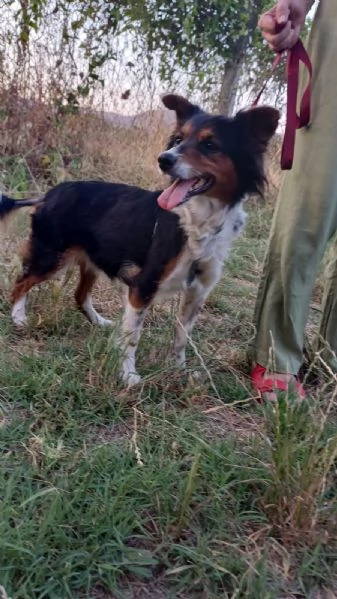 Lunetta 2 anni e mezzo taglia medio piccola femmina | Foto 4