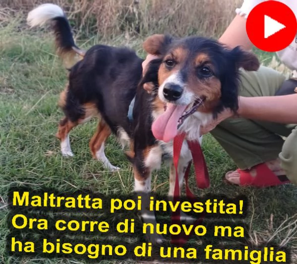Lunetta 2 anni e mezzo taglia medio piccola femmina