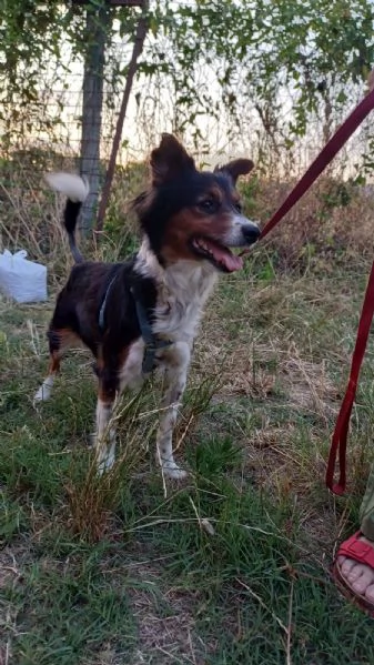 Lunetta 2 anni e mezzo taglia medio piccola femmina | Foto 3