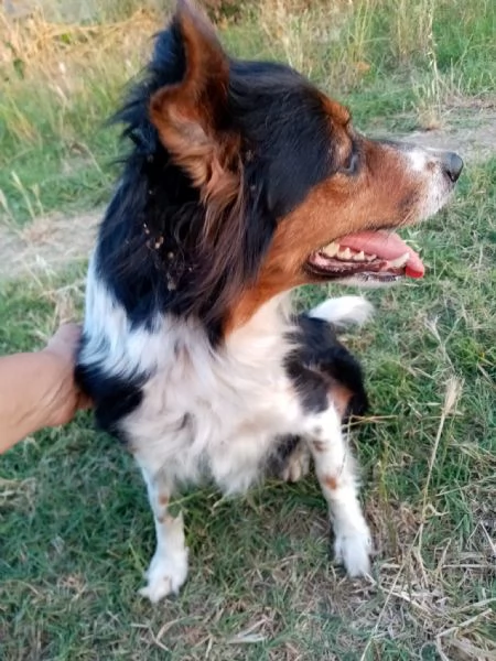 Lunetta 2 anni e mezzo taglia medio piccola femmina | Foto 2