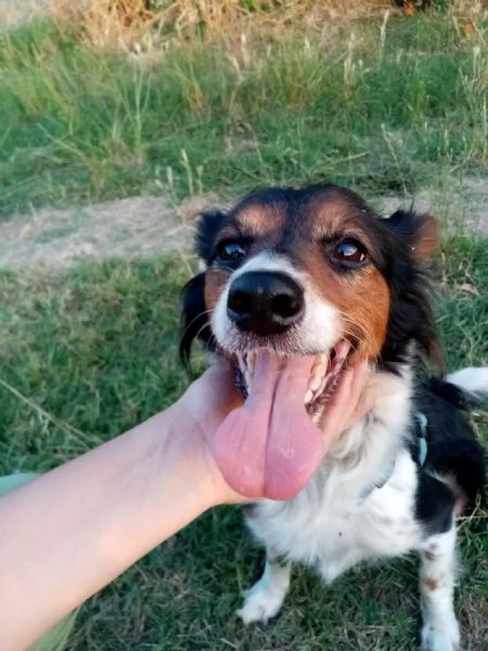 Lunetta 2 anni e mezzo taglia medio piccola femmina | Foto 1