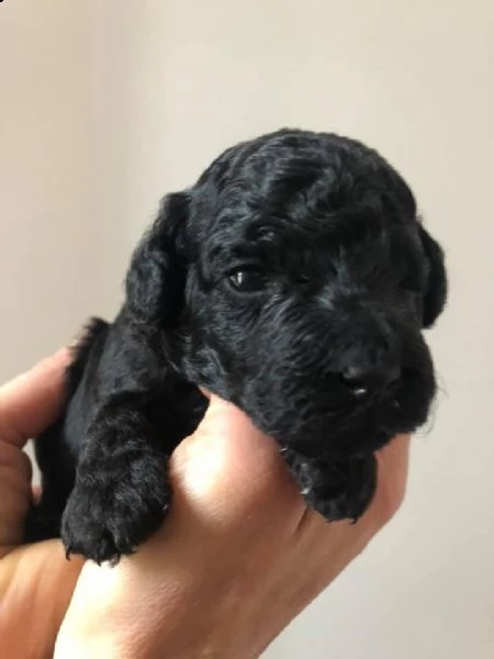 Vendita Cucciolo Barboncino Da Privato A Monza E Brianza Vendo Barboncino Nano Nero