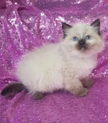 disponibili cuccioli di ragdoll con pedigree anfi