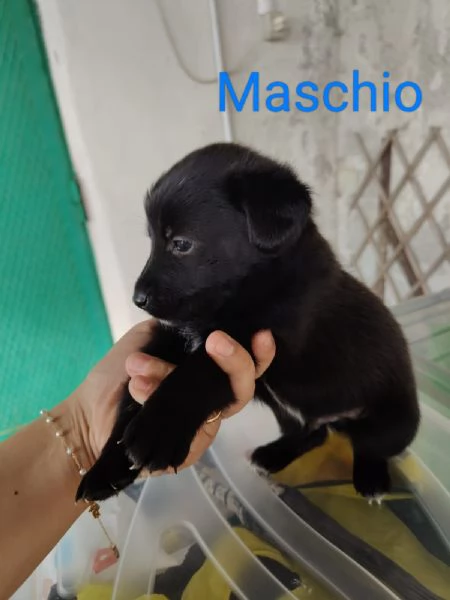 Cuccioli taglia media femmine e maschio | Foto 5