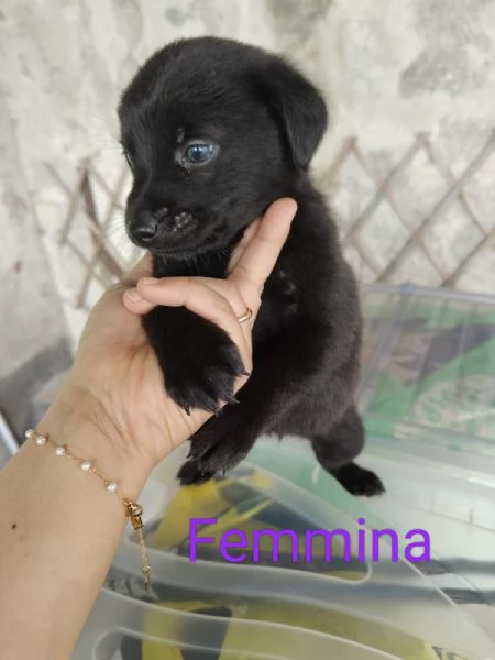 Cuccioli taglia media femmine e maschio | Foto 4