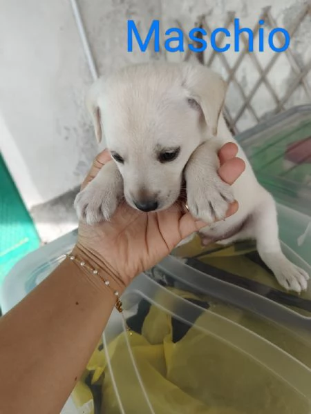 Cuccioli taglia media femmine e maschio | Foto 1