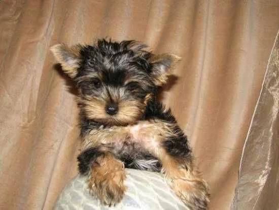 cuccioli di yorkshire terrier disponibili