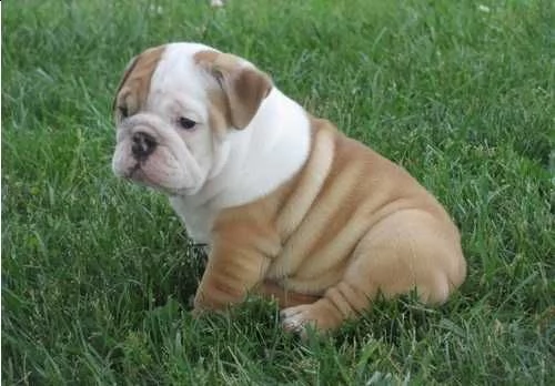 cuccioli bulldog inglese