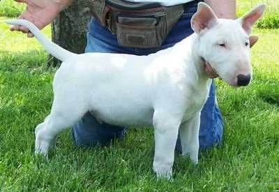 cuccioli di maschi e femmine di bull terrier