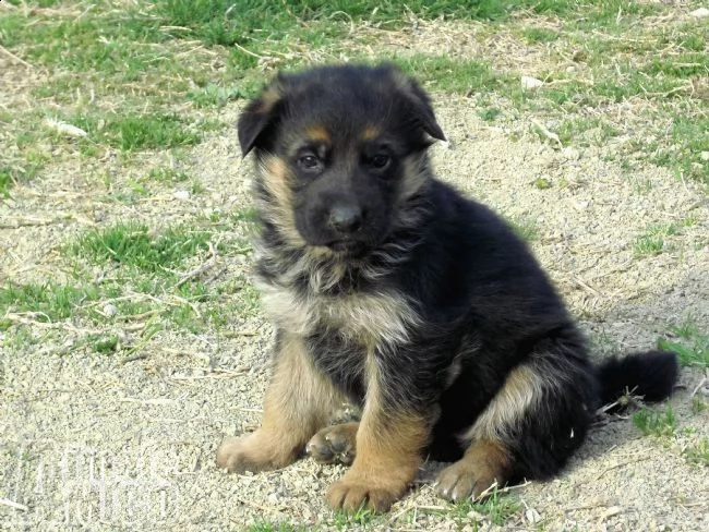 cuccioli pastore tedesco dei colli montefalchesi | Foto 3