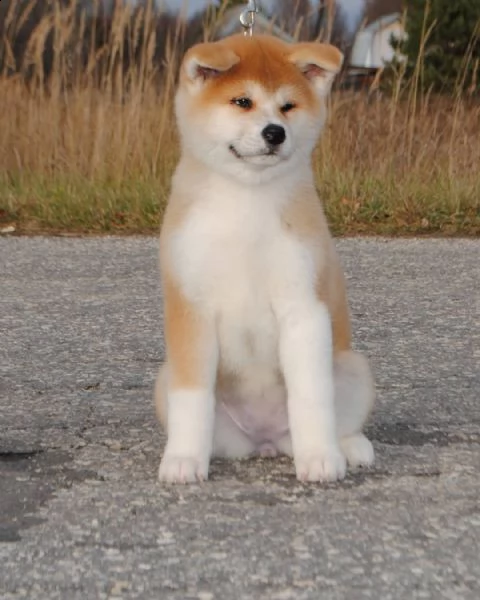 cuccioli akita inu assolutamente amichevoli | Foto 0