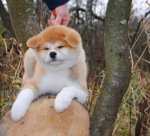 cuccioli akita inu assolutamente amichevoli