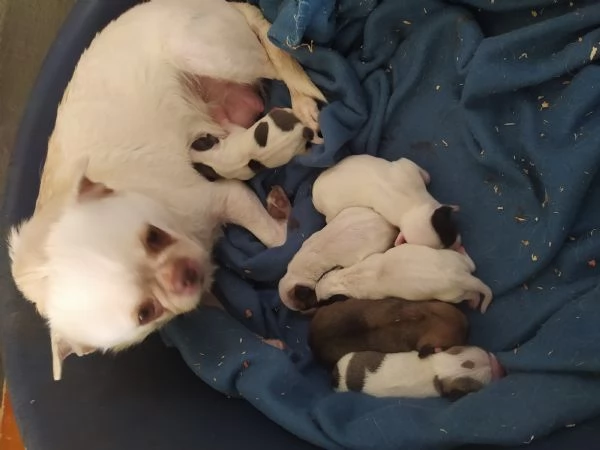 Chihuahua cuccioli pelo corto  | Foto 1