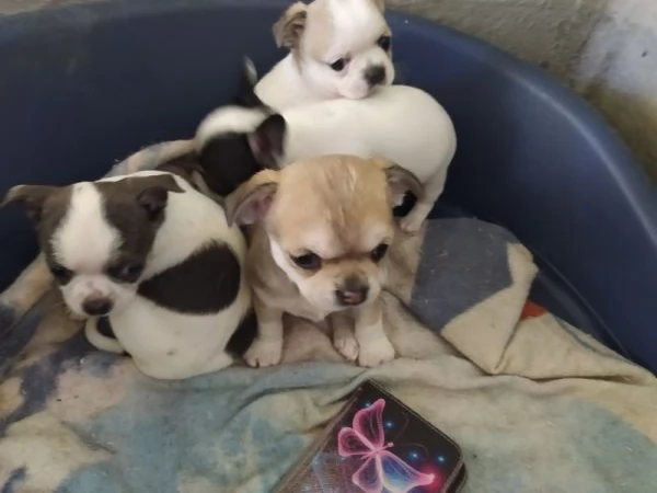 Chihuahua cuccioli pelo corto 