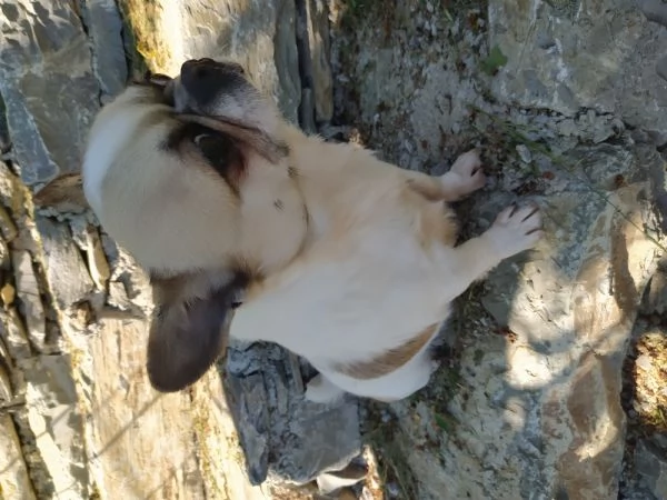 Chihuahua cuccioli pelo corto  | Foto 0