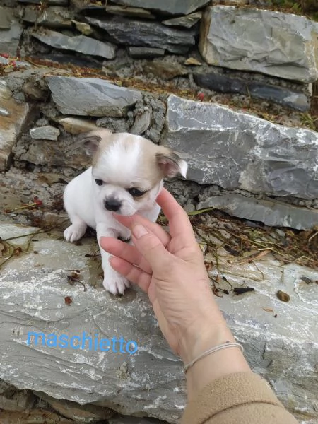 Chihuahua cucciolo maschietto  | Foto 1