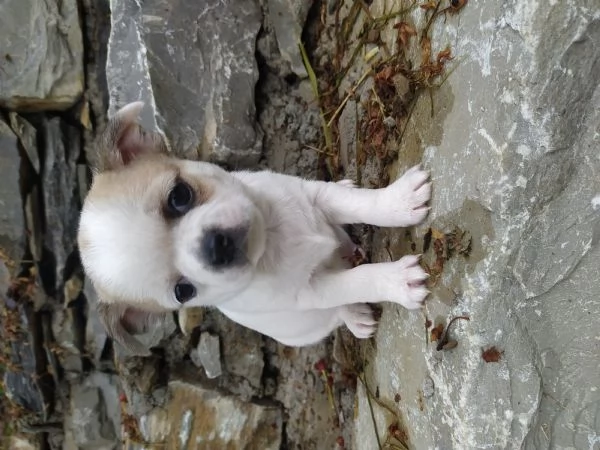 Chihuahua cucciolo maschietto 