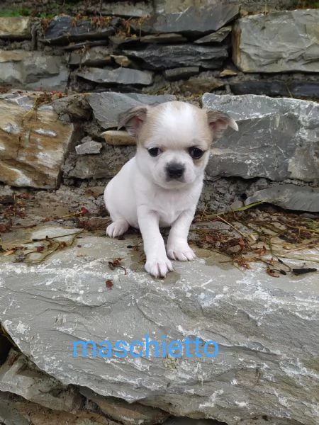 Chihuahua cucciolo maschietto  | Foto 0