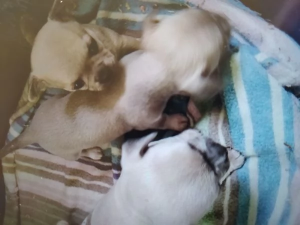 Chihuahua cuccioli pelo corto 
