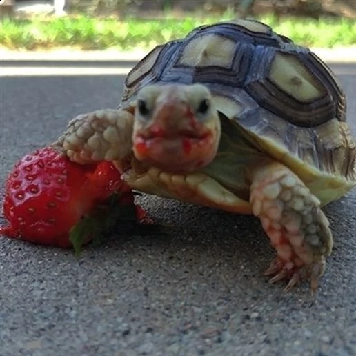 nome scientifico testudo marginata stato di conservazione enciclopedia della vita meno preoccupant