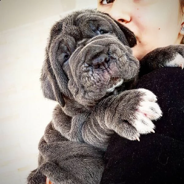 ciao abbiamo cucciolate di cuccioli mastino napoletano questi sono gli ultimi 2 cuccioli maschi e 2 | Foto 0