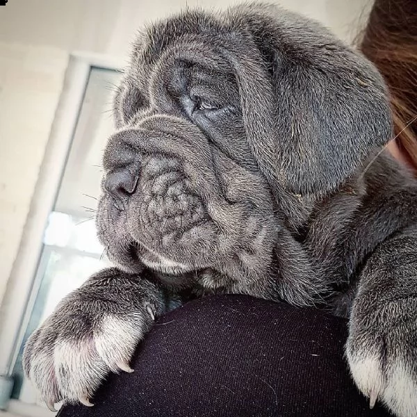 ciao abbiamo cucciolate di cuccioli mastino napoletano questi sono gli ultimi 2 cuccioli maschi e 2