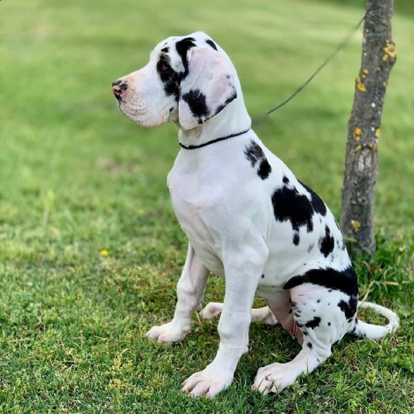 ciao abbiamo cucciolate di cuccioli alano questi sono gli ultimi 2 cuccioli maschi e 2