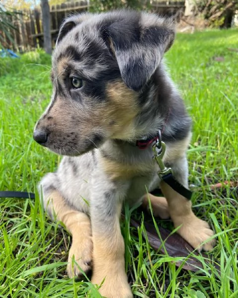  cuccioli di catahoula leopard dog  sia maschi che femmine che sono alla ricerca di | Foto 0