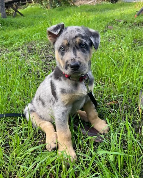  cuccioli di catahoula leopard dog  sia maschi che femmine che sono alla ricerca di