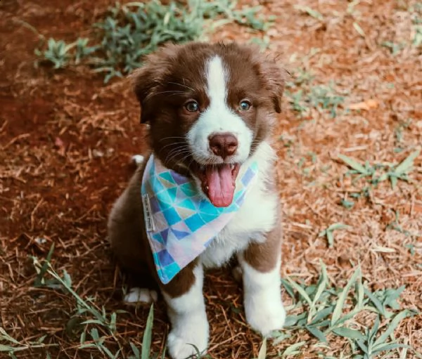 abbiamo nuove cucciolate di cuccioli australiano pastore che sono pronte per le loro nuove case i