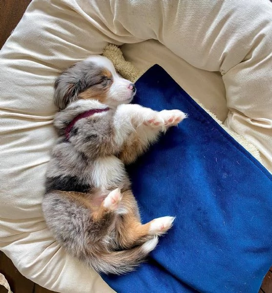abbiamo nuove cucciolate di cuccioli australian che sono pronte per le loro nuove case in qualsiasi