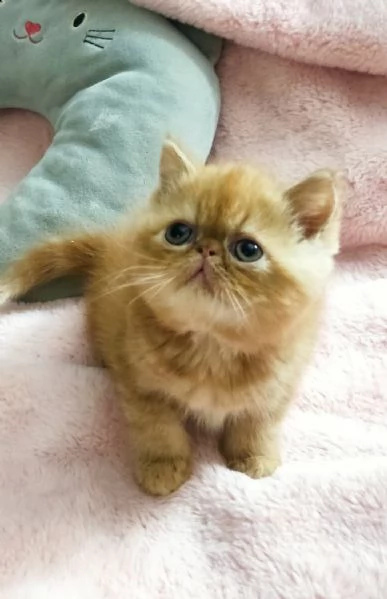 Cuccioli gattini Exotic short hair 