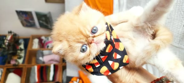 Cuccioli gattini | Foto 4