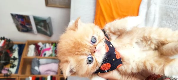 Cuccioli gattini | Foto 3