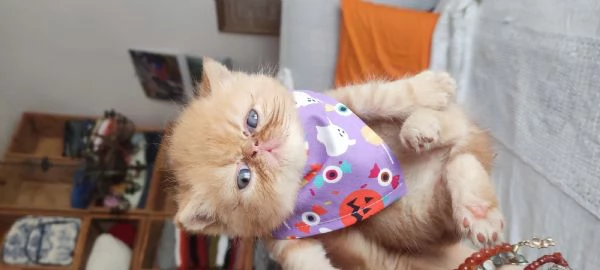 Cuccioli gattini | Foto 2