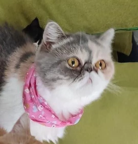 Cuccioli gattini | Foto 1