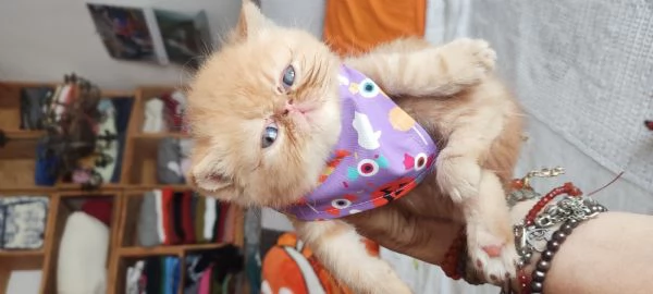 Cuccioli gattini | Foto 0