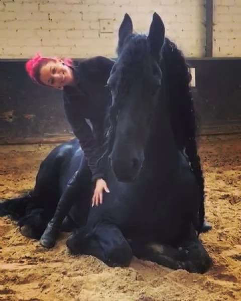abbiamo un cavallo friosne maschio di 8 anni ben addestrato intelligente forte e castrato il nos