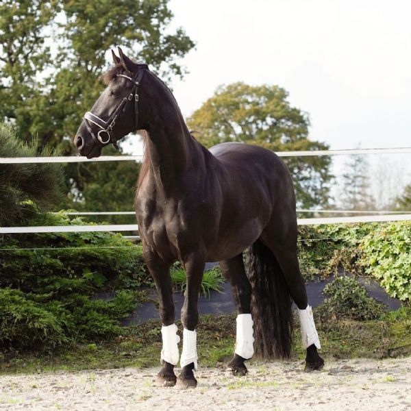 Vendita Frisone Da Privato A Lolly E Un Adorabile Cavallo Con Spirito Che E Alla Ricerca Di Una Nuova Casa Sarebbe Un Grande Pa