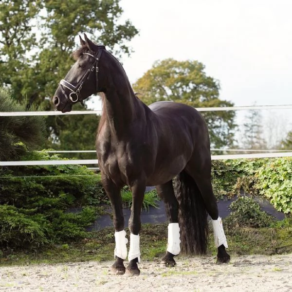 lolly  un adorabile cavallo con spirito che  alla ricerca di una nuova casa sarebbe un grande pa