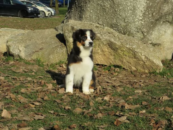 cuccioli pastore australiano