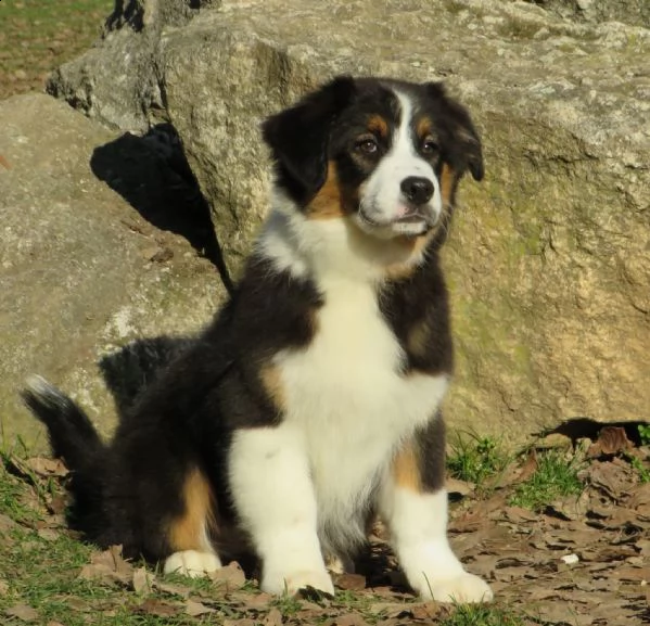 cuccioli pastore australiano | Foto 0
