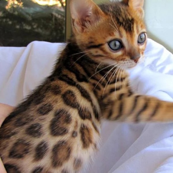 questa cucciolata bengala sar pronta a partire in qualsiasi 