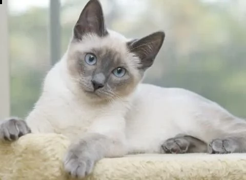 questa cucciolata siamesi sara pronta a partire in qualsiasi momento per le loro nuove case