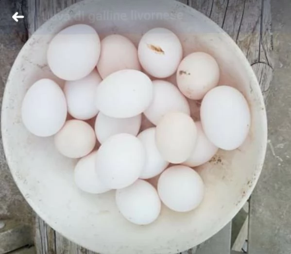 uova fertili di livornese bianca  | Foto 0