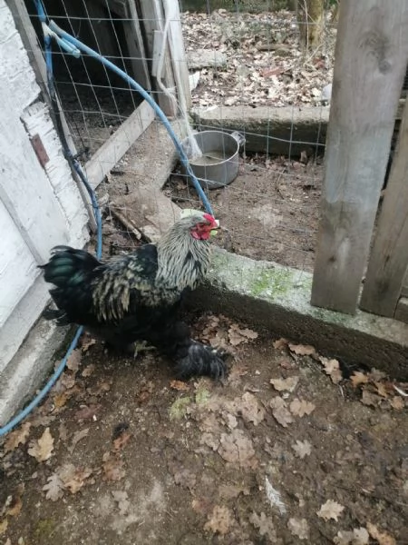Uova feconde di brahma argento  | Foto 1