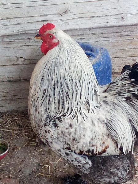 Uova feconde di brahma argento  | Foto 0